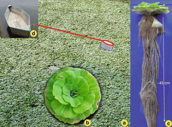 phytoremediation crops and biofuels