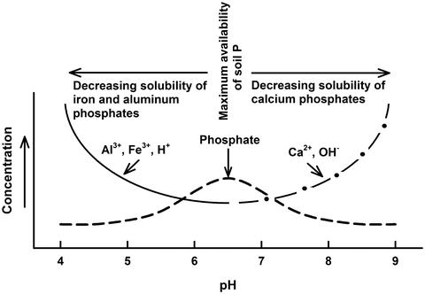 Phosphorus Springerlink
