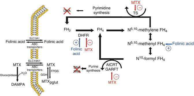 Methotrexate Springerlink