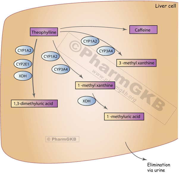 Theophylline And Other Methylxanthines Springerlink
