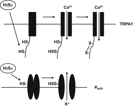 Physiological Roles Of Hydrogen Sulfide And Polysulfides - 