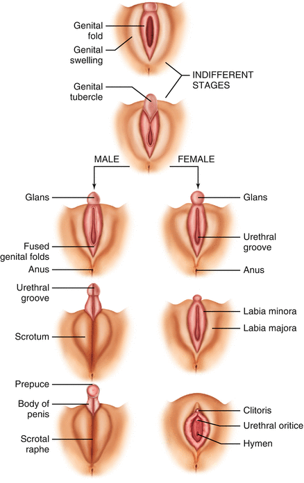 Kerth recommends best of Male hormone effects on clitoris Young amature couples
