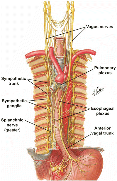 Правый блуждающий нерв. Блуждающий нерв Vagus. Диафрагмальный нерв анатомия топография. Блуждающий нерв анатомия топография. Топография блуждающего нерва в грудном отделе.