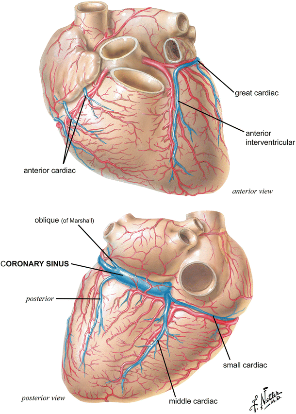 Anatomy Of The Human Heart Springerlink