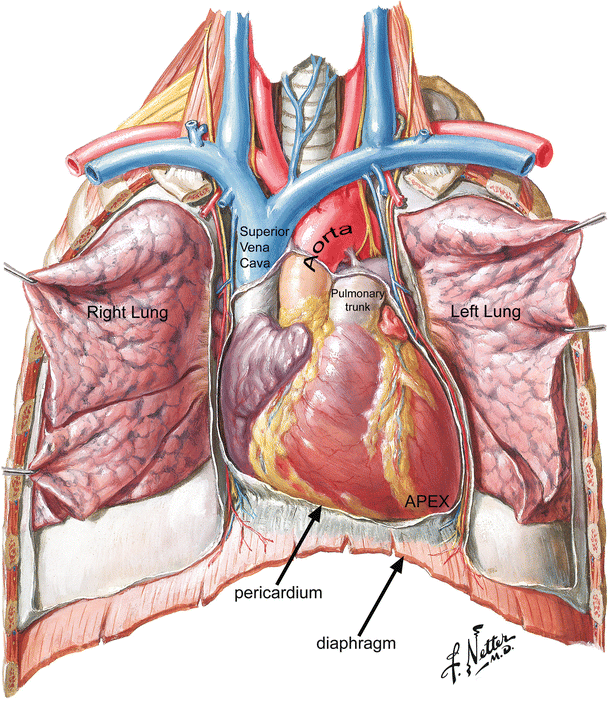 Anatomy Of The Human Heart Springerlink