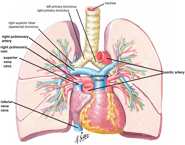 images Heart Human Body Heart Arteries And Veins Diagram anatomy of the human heart springerlink