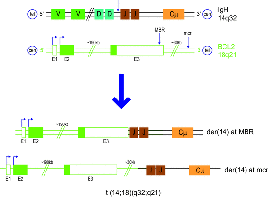 Chromosomal Translocations In B Cell Lymphomas Springerlink