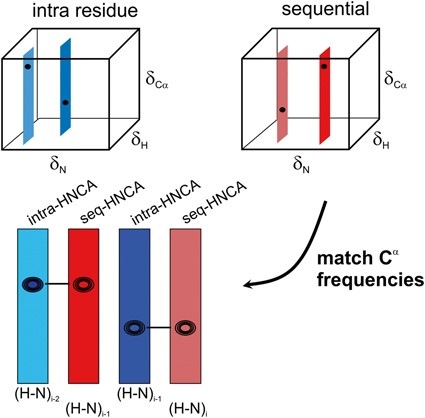 Nmr Methods For The Study Of Instrinsically Disordered Proteins Structure Dynamics And Interactions General Overview And Practical Guidelines Springerlink