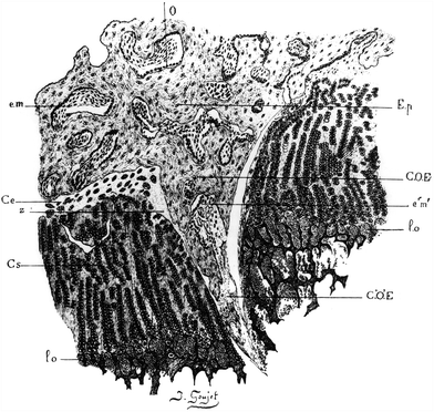 Epiphyseal Growth Plate Fracture-Separations | SpringerLink