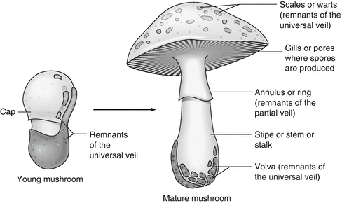 Overview Of Mushroom Poisoning Springerlink