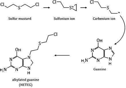 Sulfur Mustard Springerlink