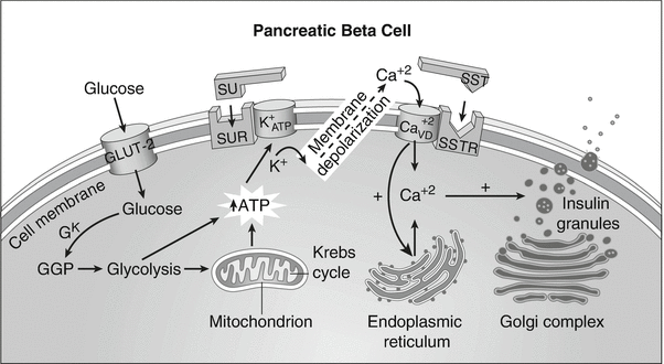 Octreotide SpringerLink