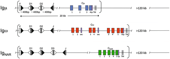 Antibody Repertoires In Fish Springerlink