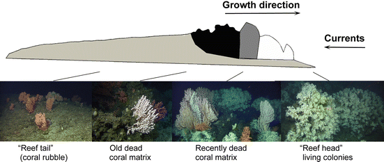 Coral larsen age