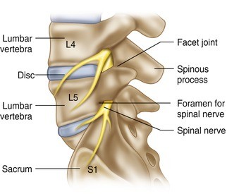lumbar spine lumbar spine