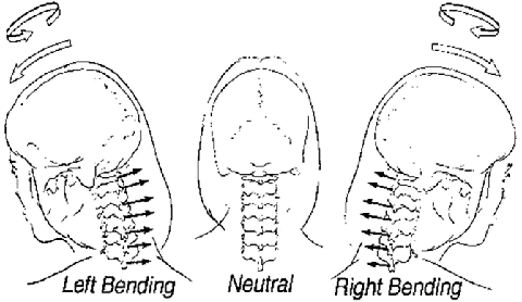 Functional Anatomy And Biomechanics Of The Cervical Spine Springerlink