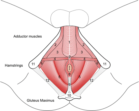 The Pelvic Floor And Male Sexual Function Springerlink