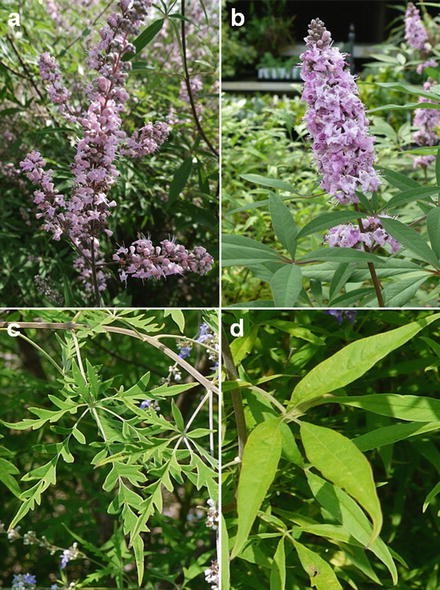 Tinkerbelle Lilacs And Garden Discoveries Shine Your Light
