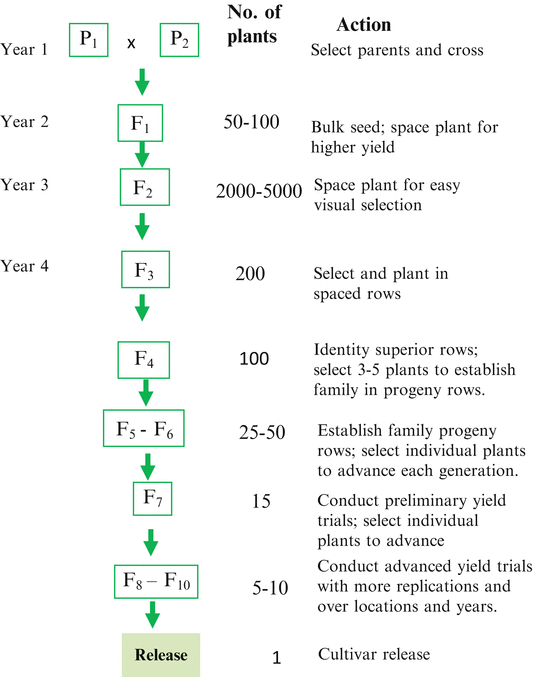 Conventional Plant Breeding Principles and Techniques | SpringerLink