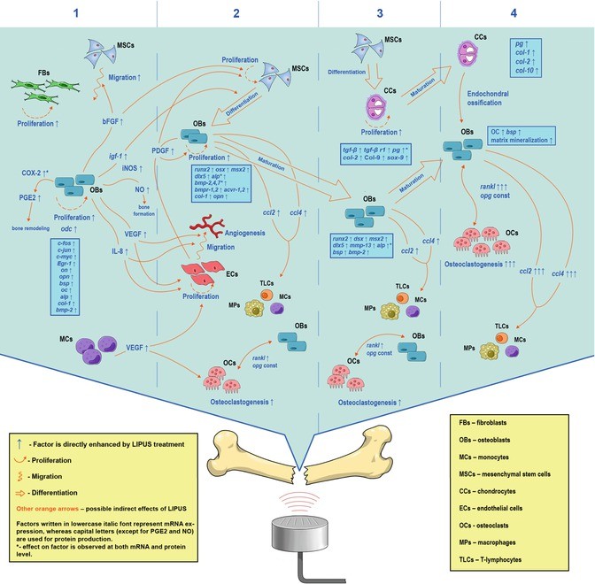 Medi Rent Bone Growth Stimulator Medi Rent