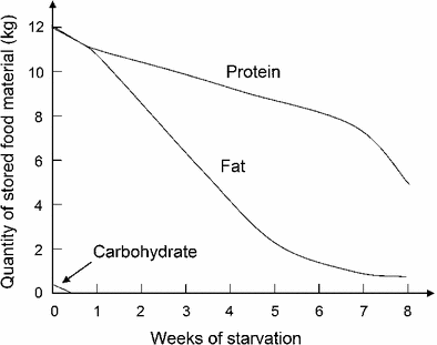 Metabolism: Energy, Heat, Work, and Power of the Body | SpringerLink