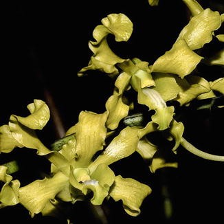 Genus Dactylorhiza To Dipodium Springerlink