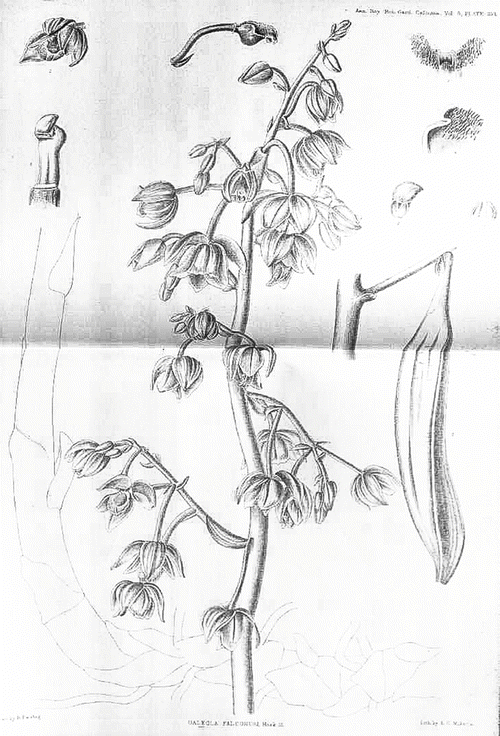 Galeola To Gymadenia Springerlink