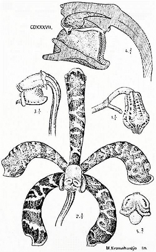 Genus Acampe To Arundina Springerlink
