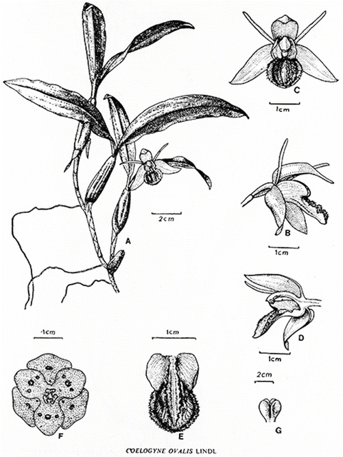 Genus Calanthe To Cyrtosia Springerlink