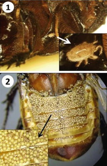 Dynastid Beetle Pests Springerlink