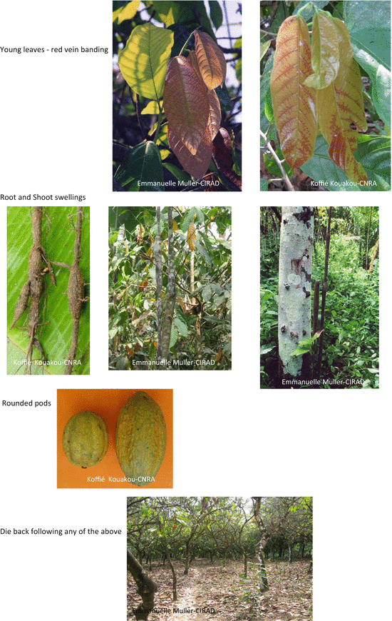 Cacao Swollen Shoot Virus (CSSV) History, Biology, and Genome