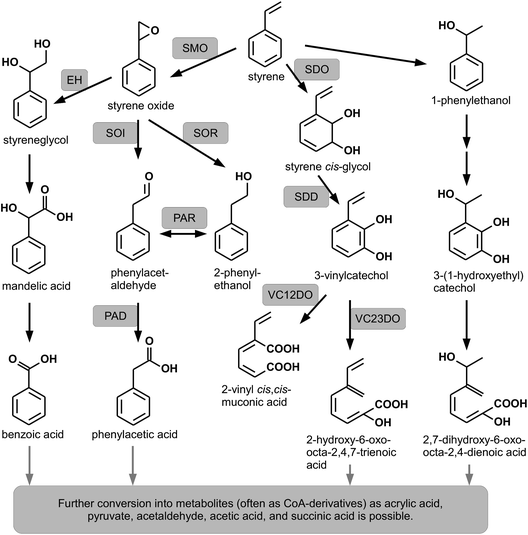 Pathways for the Degradation of Styrene SpringerLink