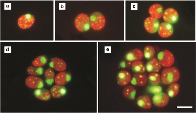 The Cell Cycle Of Microalgae Springerlink