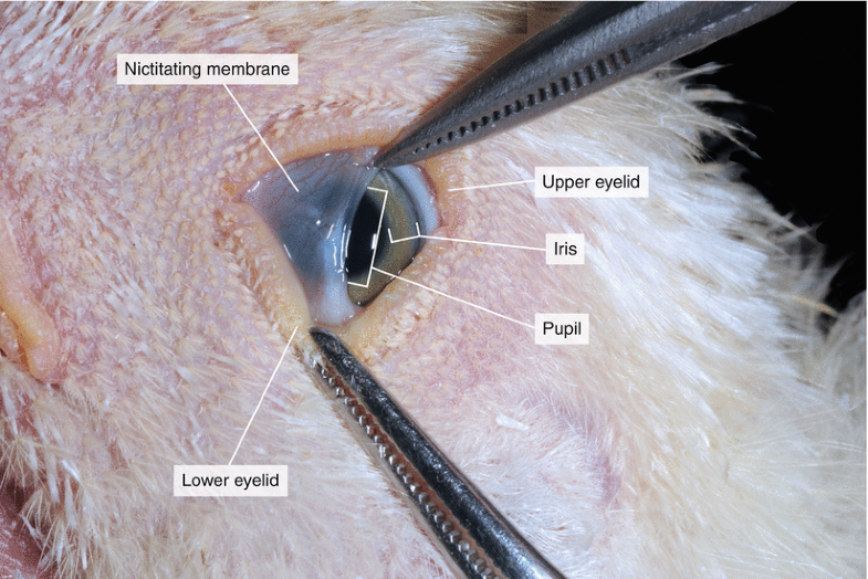 Dissection of a Chicken ( Gallus domesticus) SpringerLink