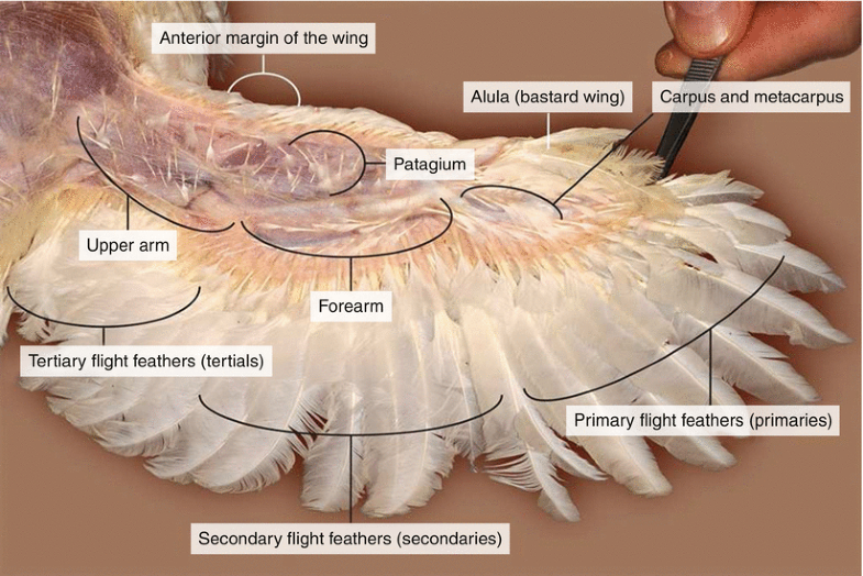 Dissection of a Chicken ( Gallus domesticus) SpringerLink