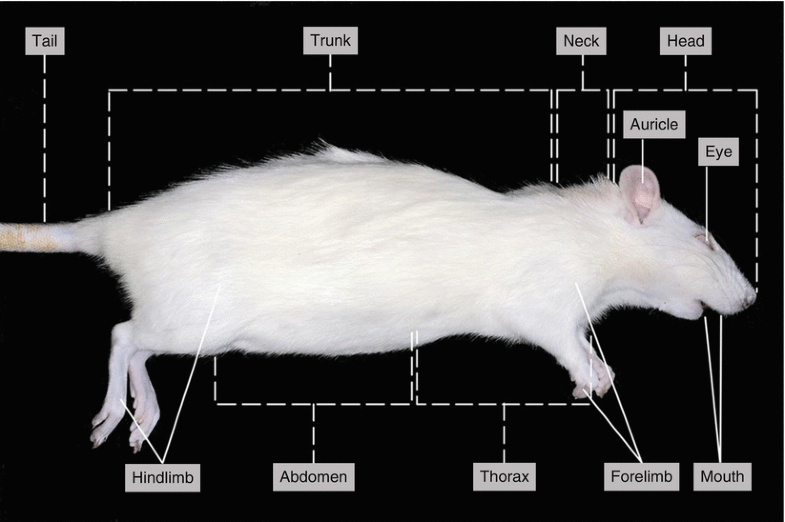 Dissection of the Rat ( Rattus norvegicus) SpringerLink
