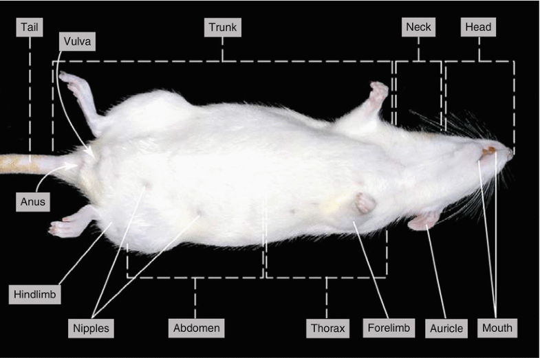 Dissection of the Rat ( Rattus norvegicus) | SpringerLink