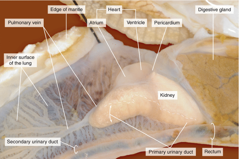 Dissection of a Snail ( Helix pomatia) SpringerLink