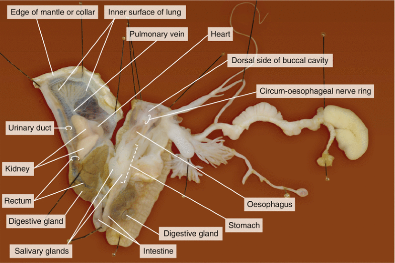 Dissection of a Snail ( Helix pomatia) SpringerLink