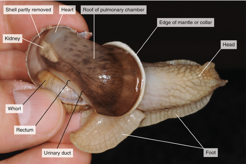 Dissection of a Snail ( Helix pomatia) SpringerLink
