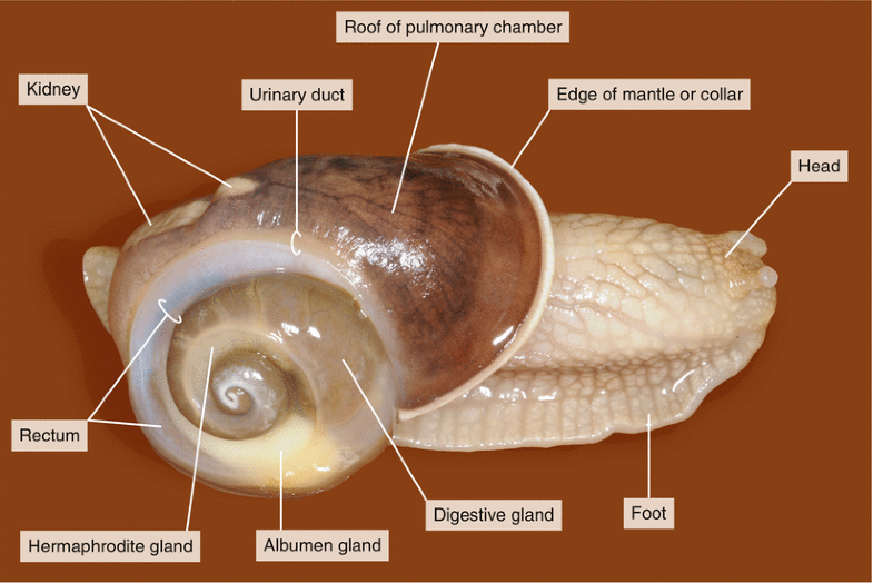 Dissection of a Snail ( Helix pomatia) SpringerLink