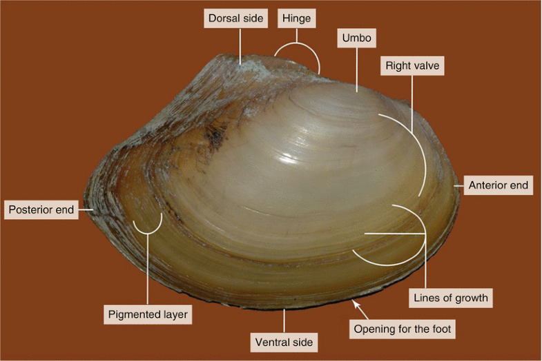 Dissection of a Freshwater Mussel ( Anodonta anatina) SpringerLink