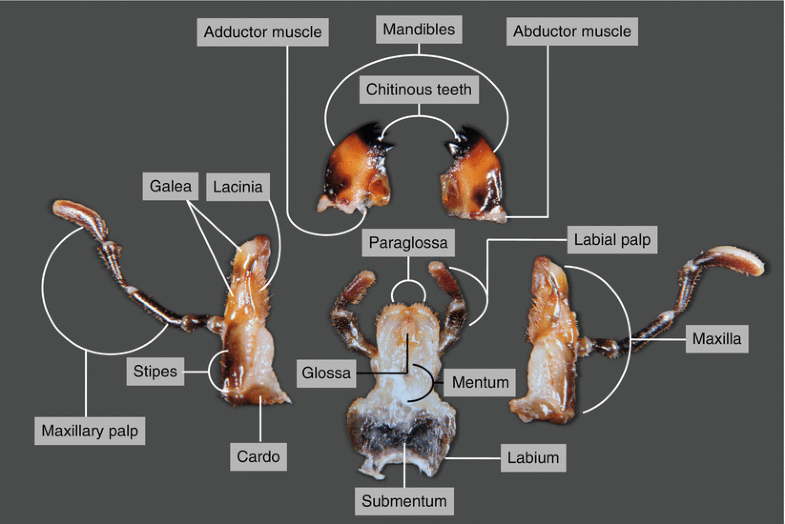 Dissection of a Cockroach ( Blaberus sp.) SpringerLink