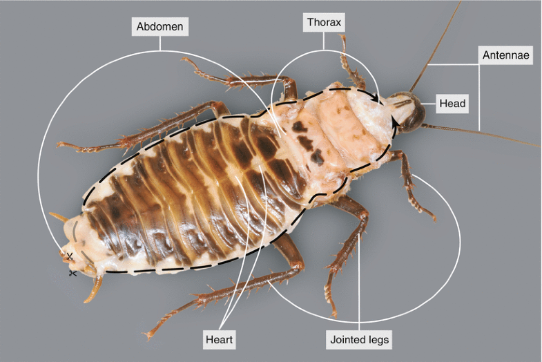 Dissection of a Cockroach ( Blaberus sp.) SpringerLink