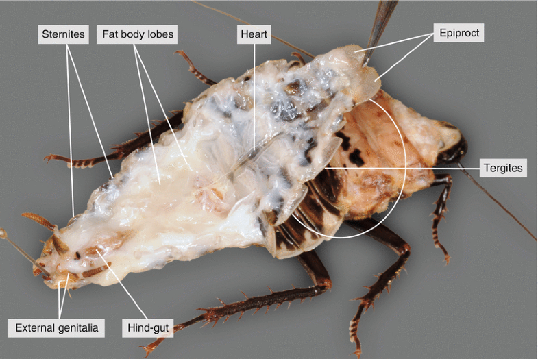 Dissection of a Cockroach ( Blaberus sp.) SpringerLink