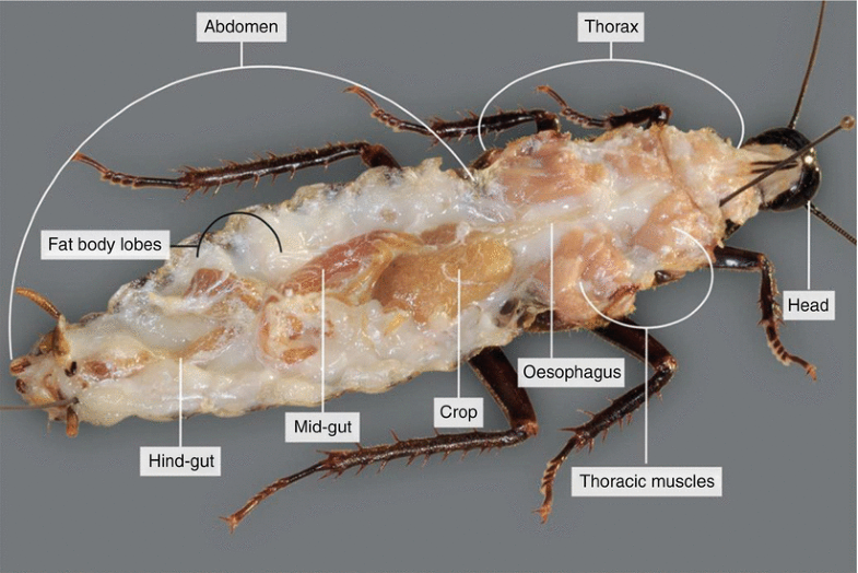 Dissection of a Cockroach ( Blaberus sp.) SpringerLink