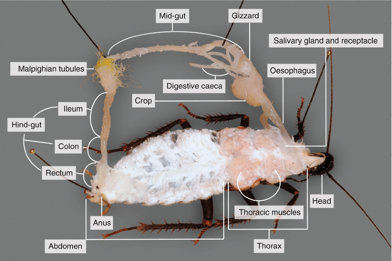 Dissection of a Cockroach ( Blaberus sp.) SpringerLink