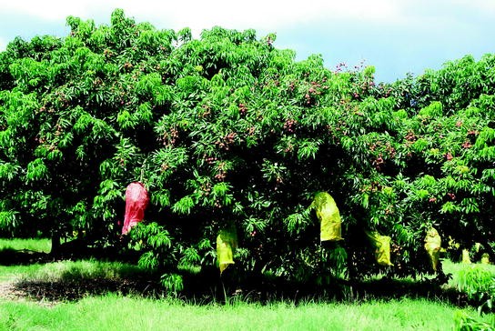 The Conflict Between Pteropodid Bats And Fruit Growers Species