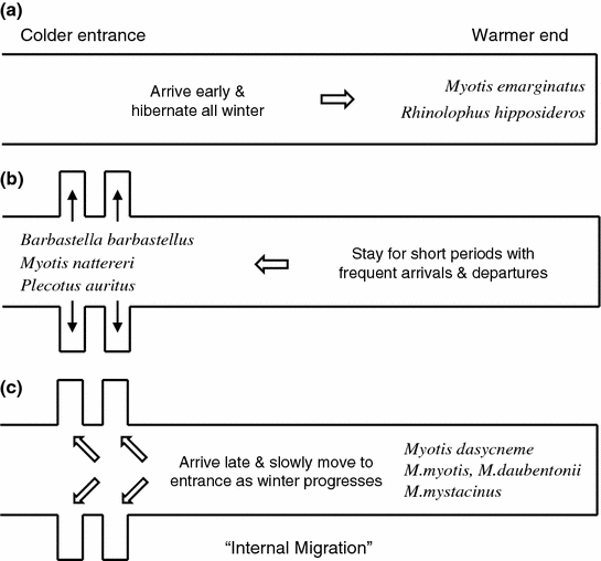 Conservation Ecology Of Cave Bats Springerlink Open Image In New Window