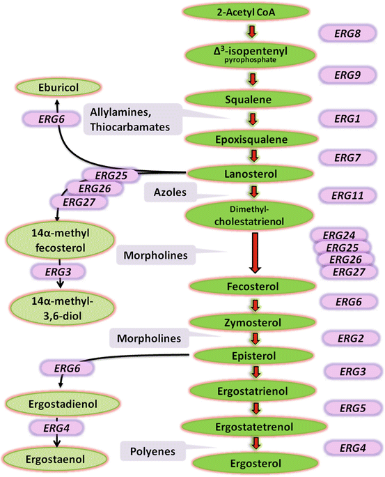 Antifungals Mechanism of Action and Drug Resistance SpringerLink